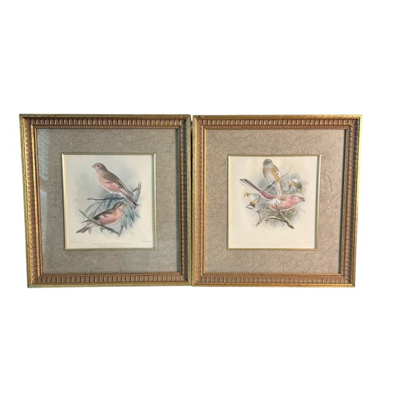 Vintage Mintern Bros Mongolian Desert & Siberian Rose Finch Framed Bird Wall Art